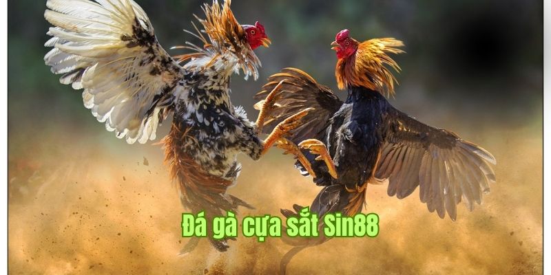 Đá Gà Cựa Sắt - Hình Thức Thi Đấu Hấp Dẫn Tại Sin88